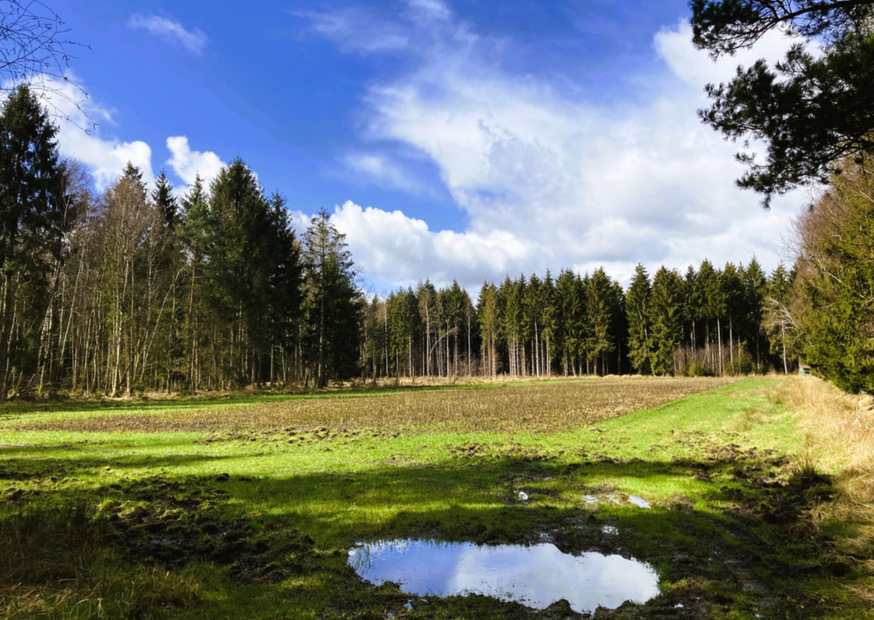 Wald mit grünen Bäumen und einem blauen Himmel