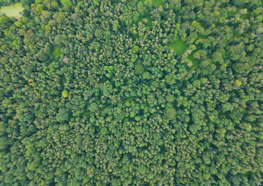 Dichter Wald mit grünen Bäumen