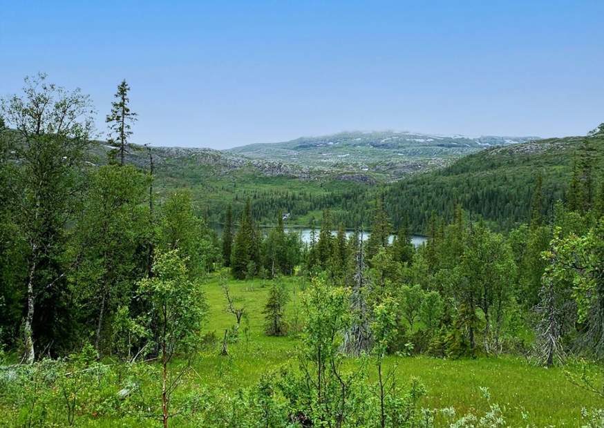 Grüner Wald mit Blick auf See