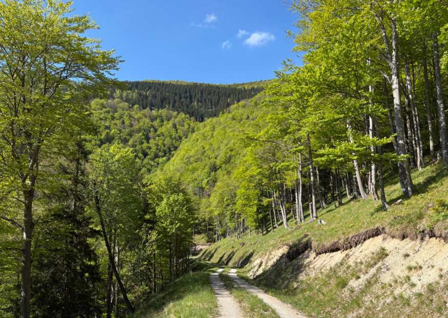 Waldweg umgeben von grünen Bäumen