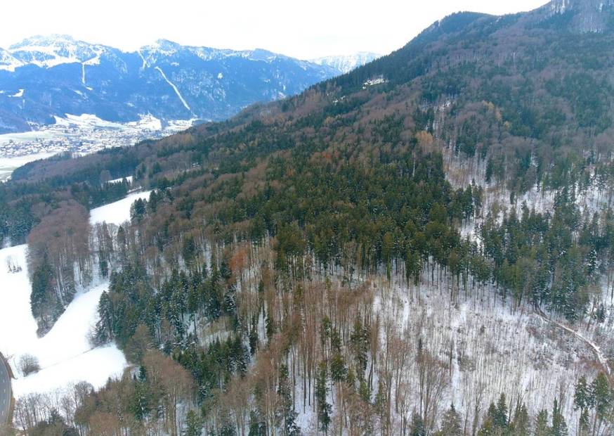 Fichten und Buchenwald im Chiemgau
