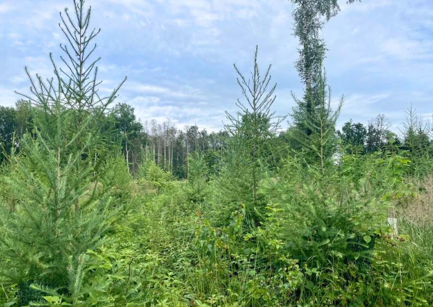 Mischwald mit grünen Bäumen