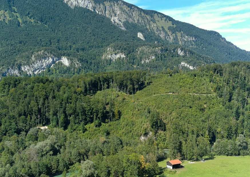 Dichter Wald mit grünen Bäumen
