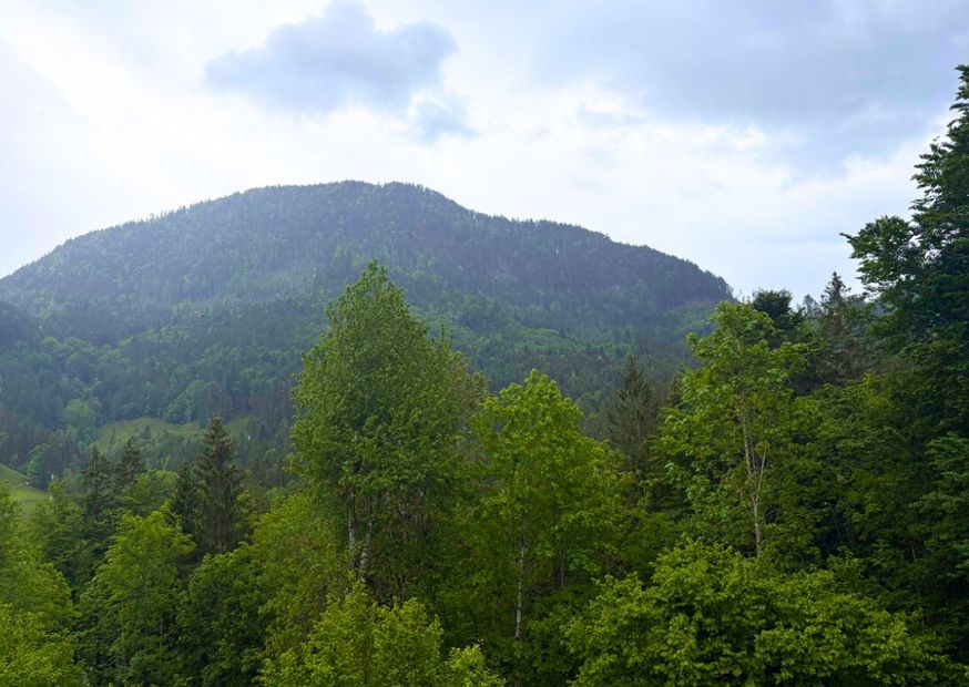 Wald mit grünen Bäumen
