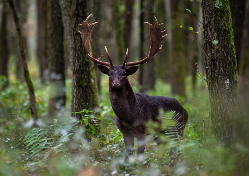Dunkler Hirsch steht auf grüner Wiese