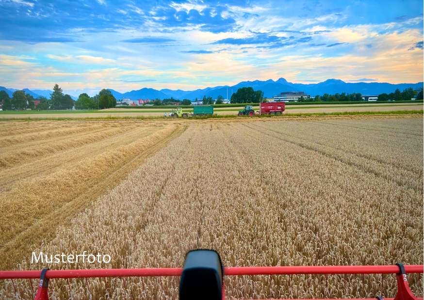 Getreidefeld im Sommer