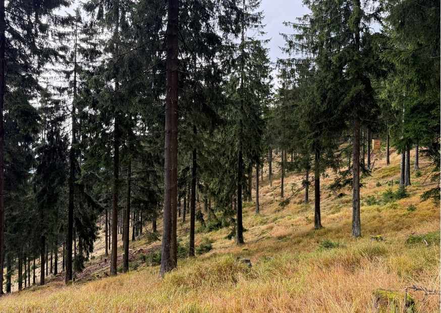 Wald mit grünen Bäumen