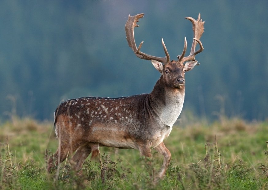 Hirsch auf grüner Wiese