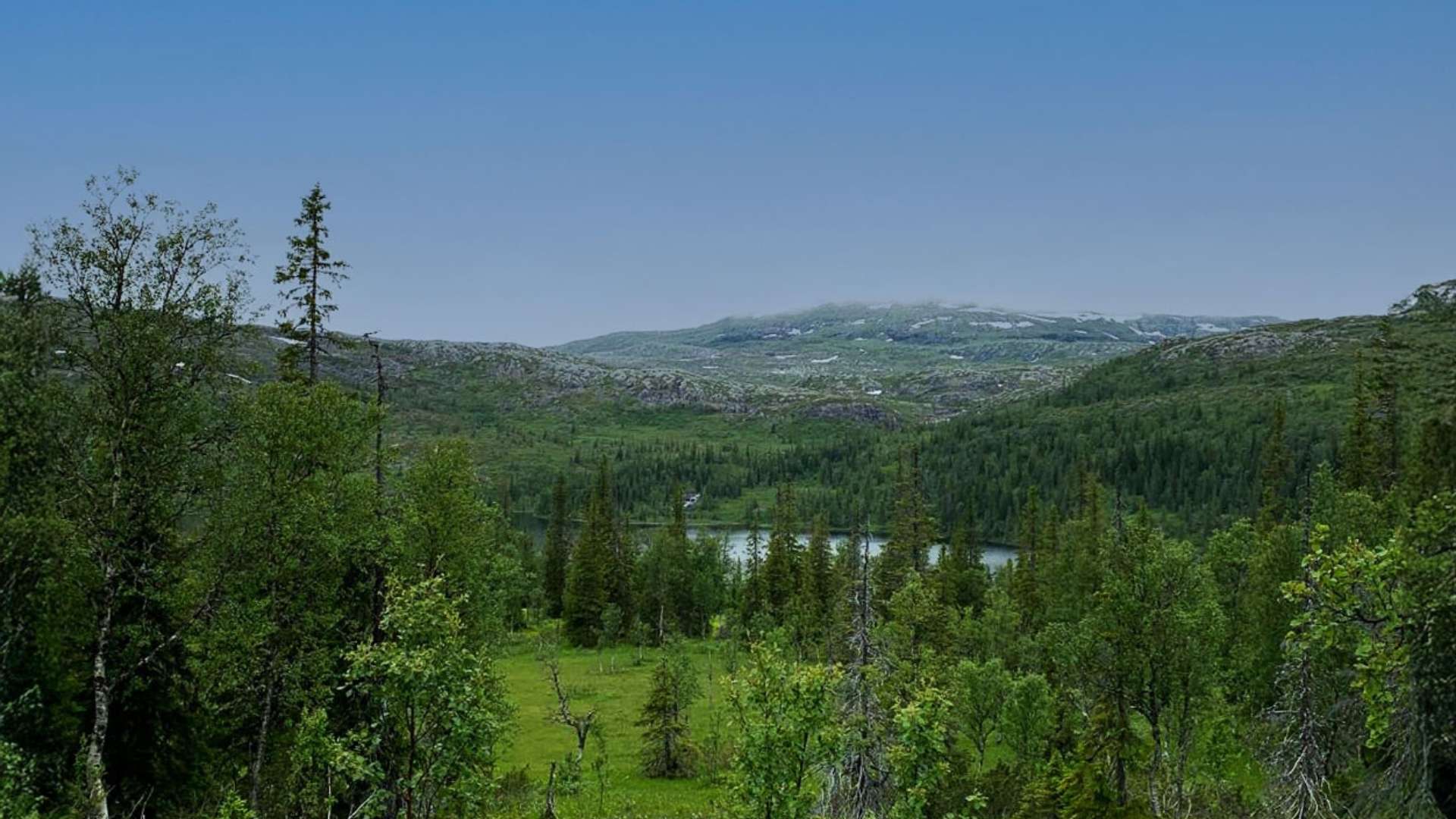 Blick auf grünen Wald und blauen See