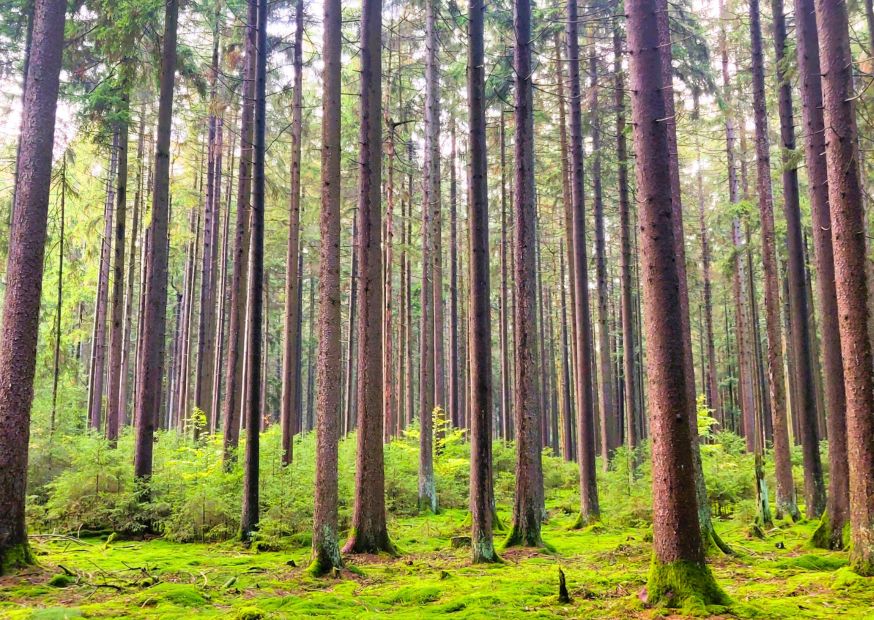 Wald mit hohen Bäumen und grüner Wiese