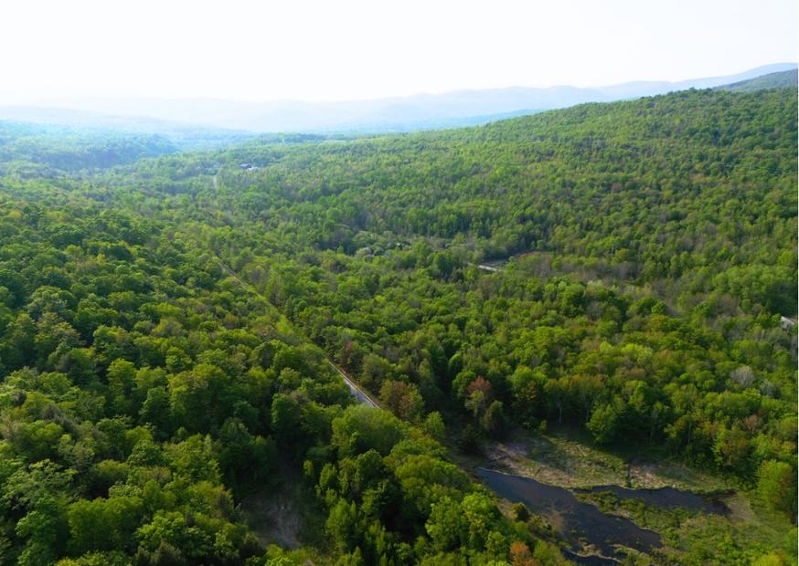 Grosse Waldfläche mit grünen Bäumen aus der Vogelperspektive