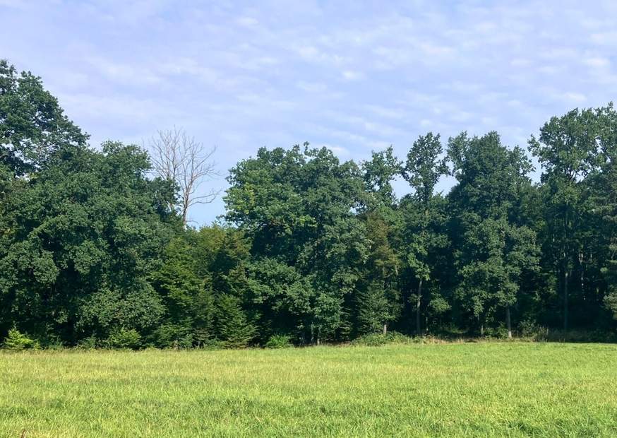 Wald bei Wien mit grünen Bäumen und grüner Wiese