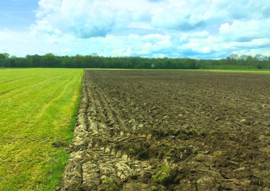 Landwirtschaftliche Fläche mit grüner Wiese