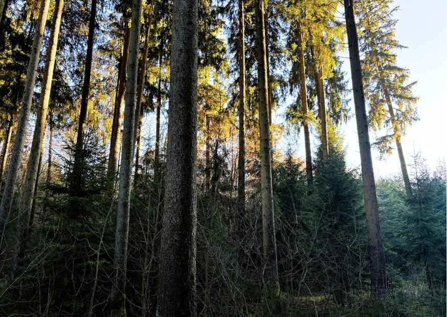 Wald im Herbst bei Sonnenaufgang