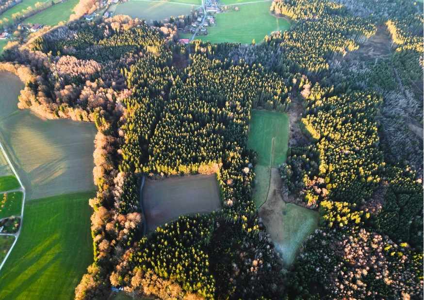 Wald aus der Vogelperspektive bei Sonnenaufgang