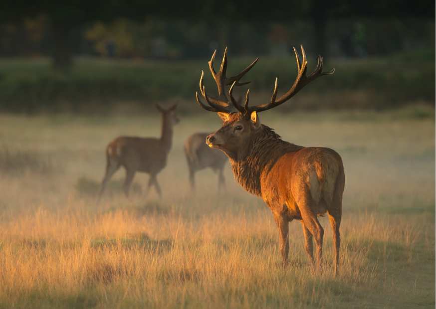 Rothirsch bei Sonnenaufgang auf dem Feld