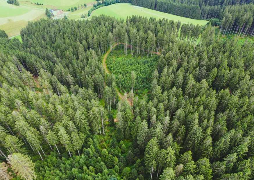 Grüner Wald in Baden-Württemberg