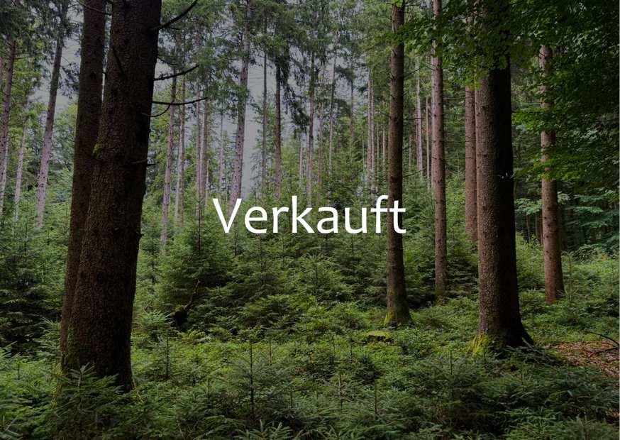 Grüner Wald bei Voehrenbach