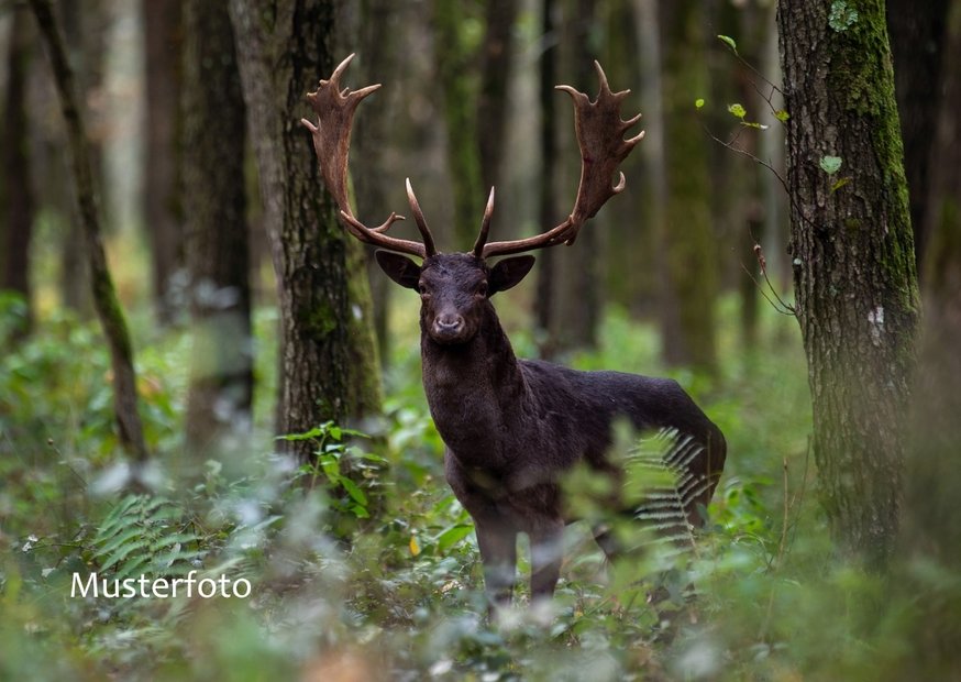 Hirsch im Wald