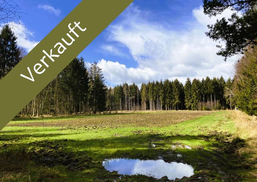 Grüner Wald bei Westenholz