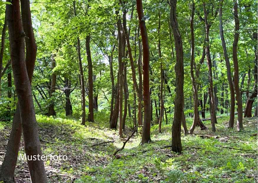 Gruener Wald mit vielen Baeumen