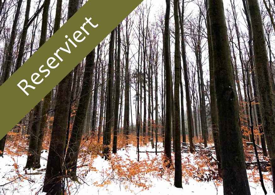 Mischwald im Winter