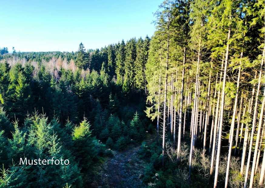 Grosser Wald bei Sonnenschein