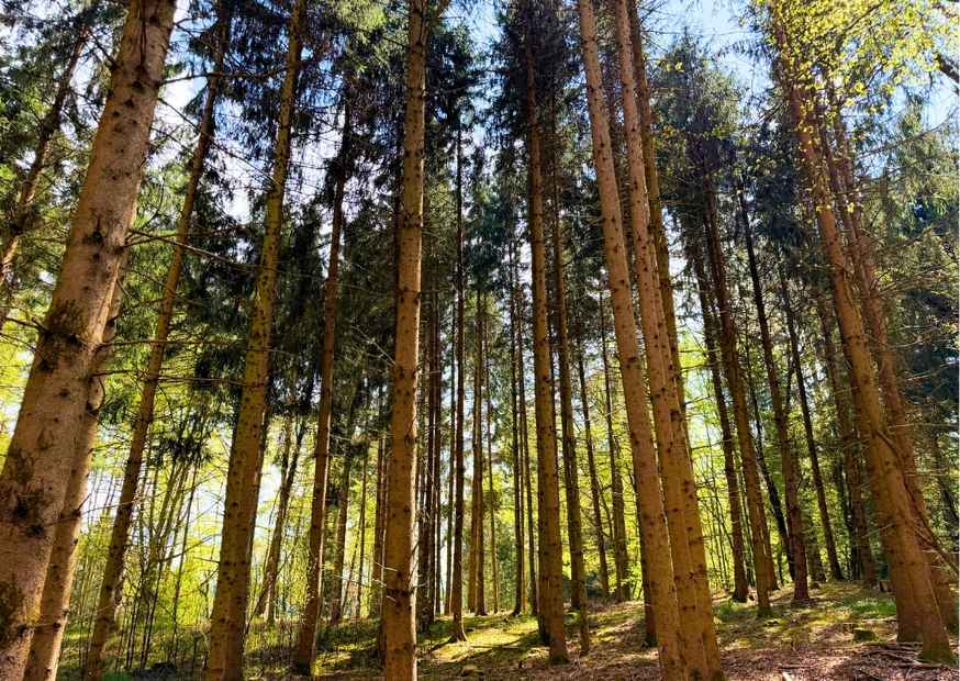 Gruener Wald bei Sonnenschein
