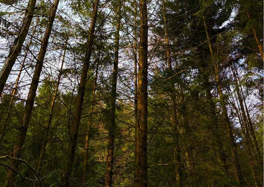 Wald bei Soechtenau