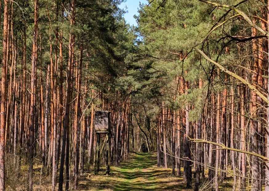 Eigenjagd im Frühling