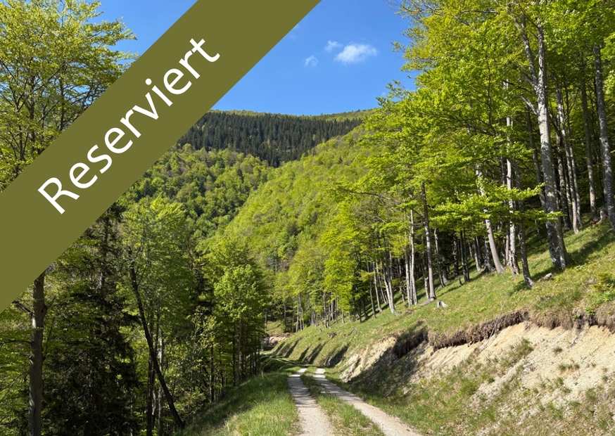 Waldweg umgeben von grünen Bäumen