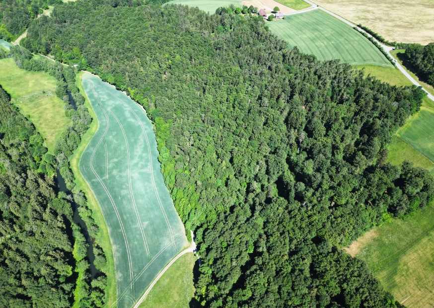Grüner Wald aus der Vogelperspektive