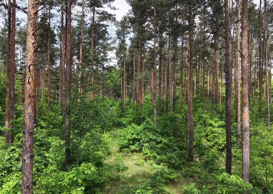 Wald in Sachsen