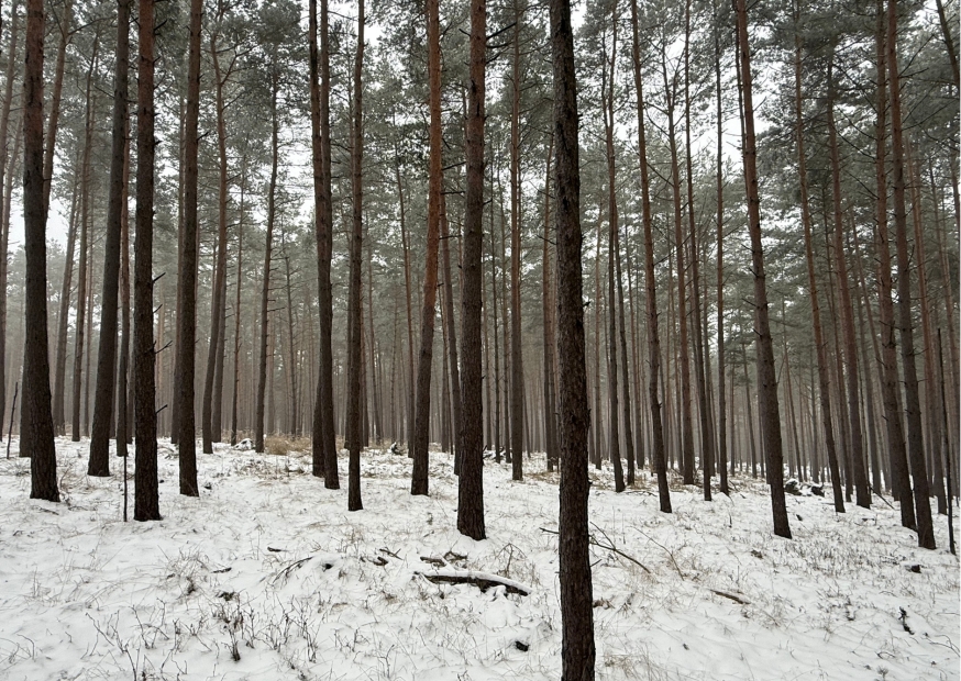 Wald im Winter bei Schnee