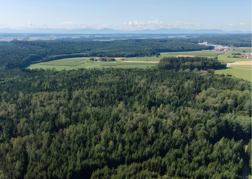 Grüner Wald aus Vogelperspektive