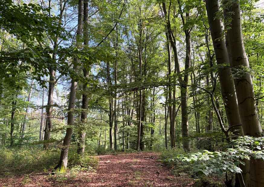 Wald in Hessen