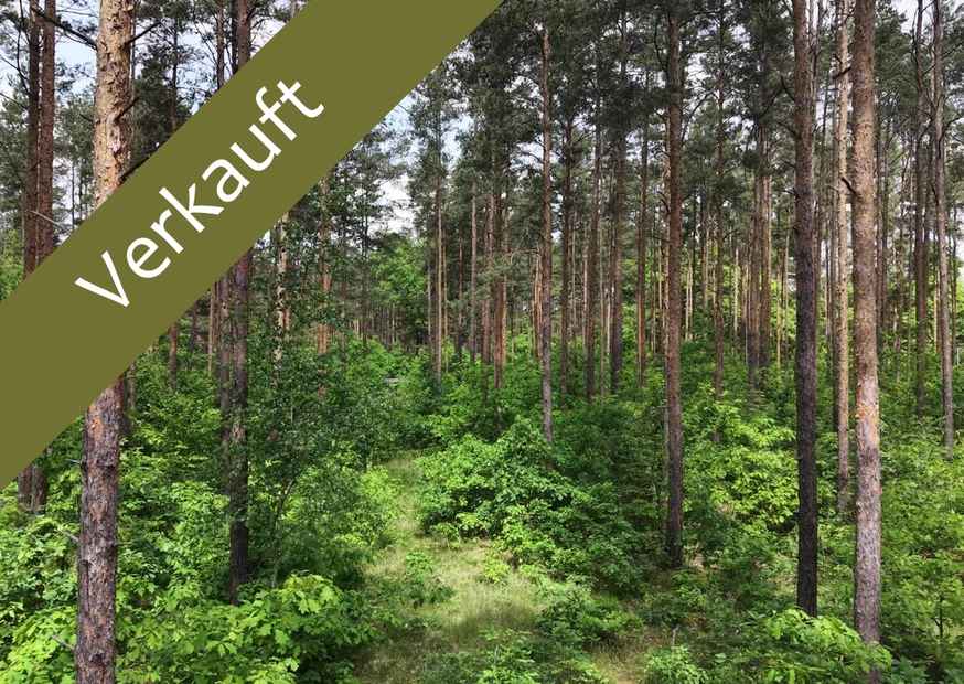 Grüner Wald in Sachsen